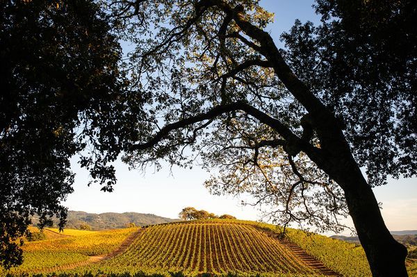 Sonoma County landscape — photography by Jaime Viera
