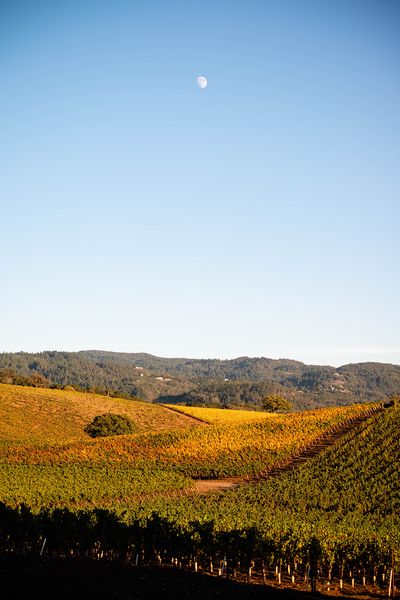 Sonoma County landscape — photography by Jaime Viera