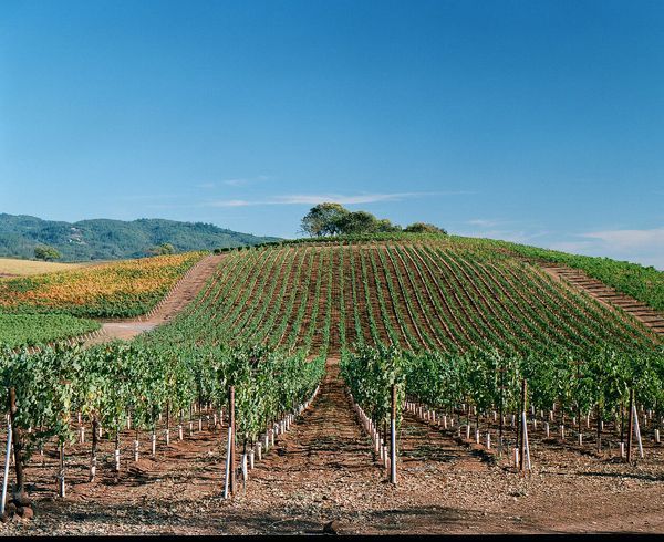 Sonoma County landscape — photography by Jaime Viera