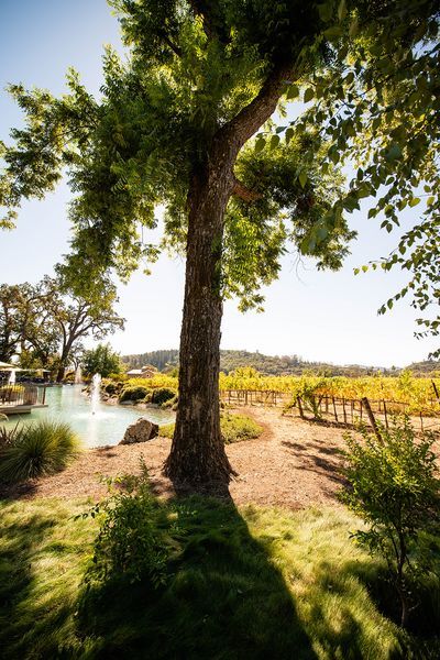 Sonoma County landscape — photography by Jaime Viera