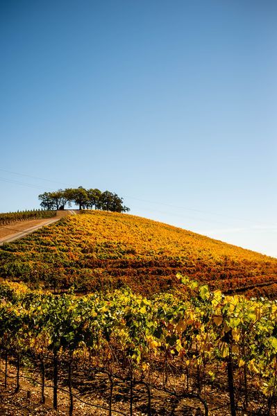 Sonoma County landscape — photography by Jaime Viera