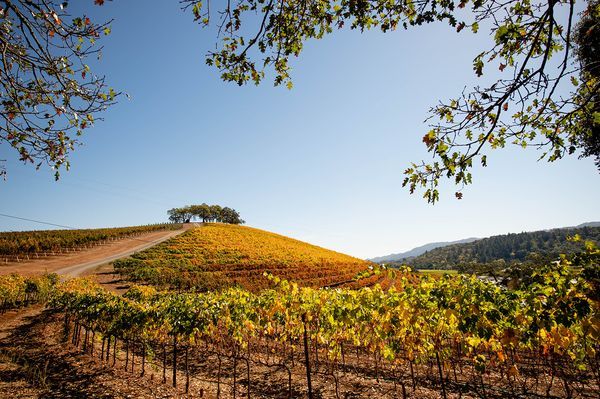 Sonoma County landscape — photography by Jaime Viera