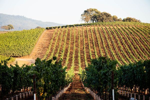Sonoma County landscape — photography by Jaime Viera