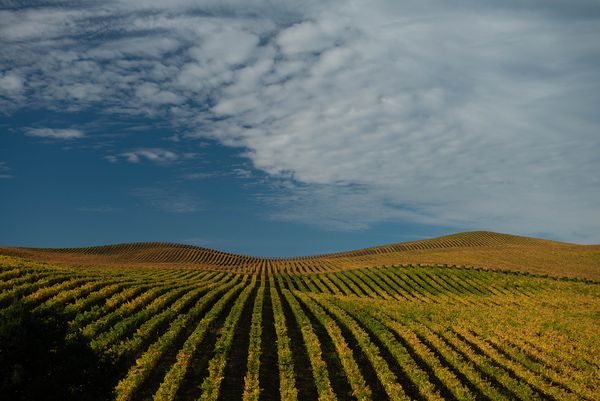Sonoma County landscape — photography by Jaime Viera