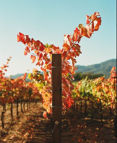 Sonoma County landscape — photography by Jaime Viera
