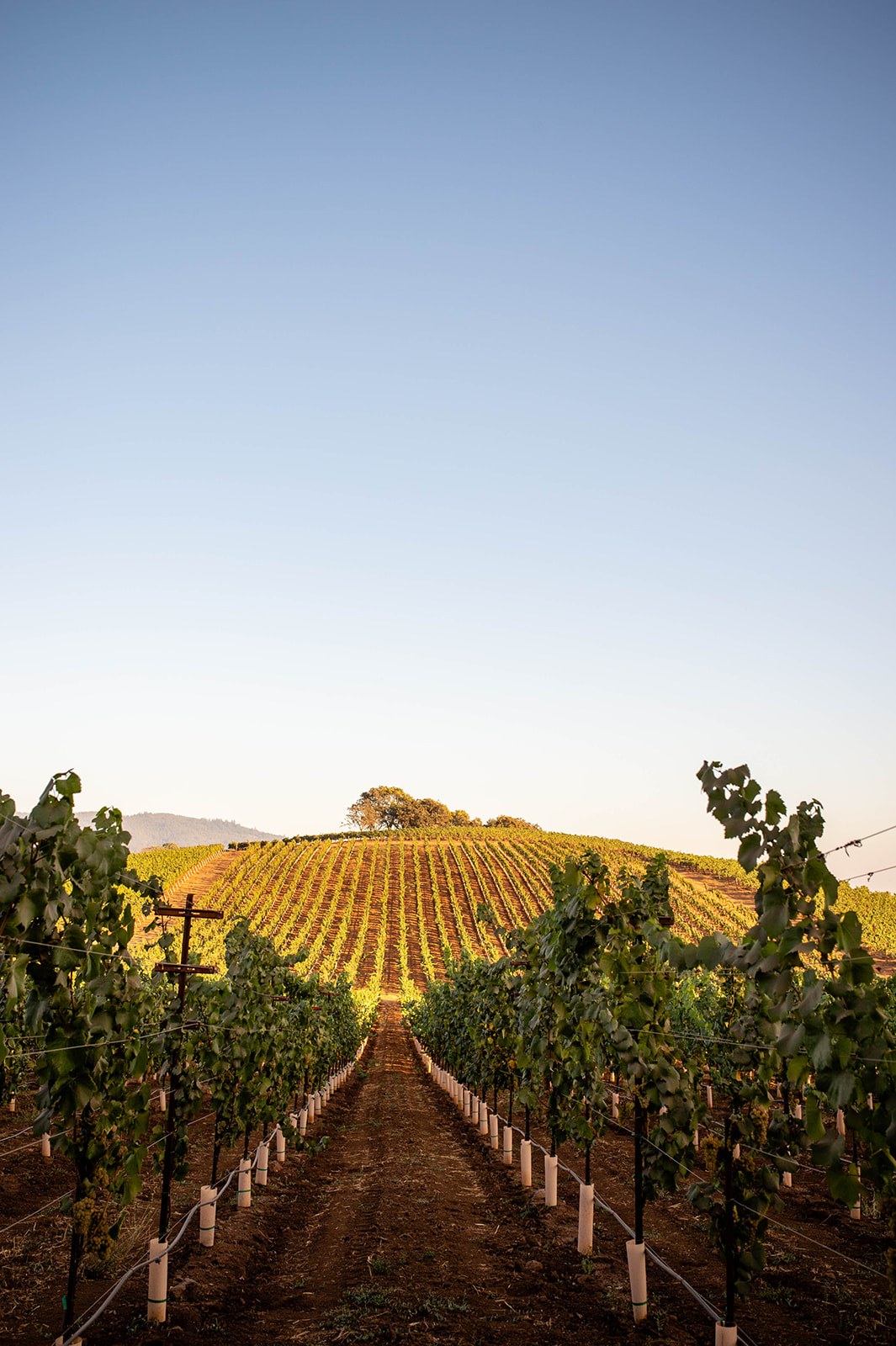Homeowner's Representative — schedule a consultation with Sonoma Residential Services